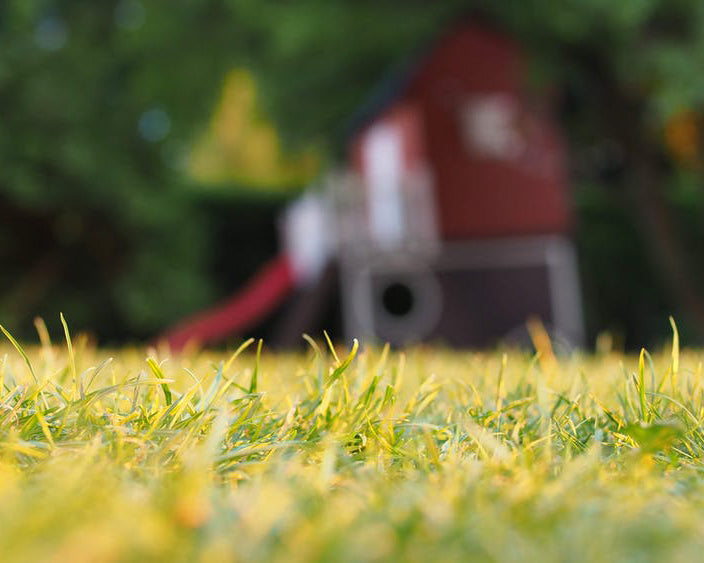 Grass in a backyard with a playground blurred in the background