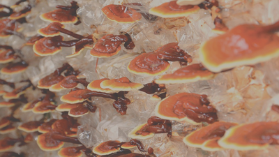 Ingredient Highlight: Reishi Mushroom